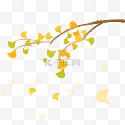 秋天黄色树叶图片图片_落叶