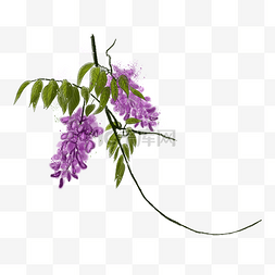 紫藤花手绘插画花卉