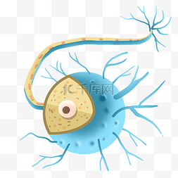神经体蓝色神经末梢