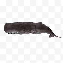 鲸鱼喷水柱图片_座头抹香鲸鱼
