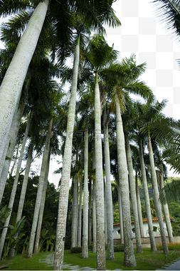热带树木图片_树木丛生的椰树林