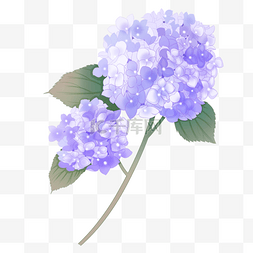 团花图片_手绘风格紫色绣球花
