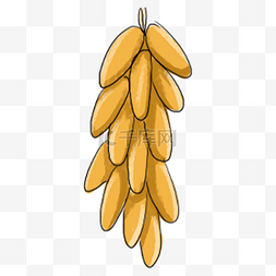 玉米一串图片_棕黄色玉米
