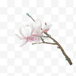 白的玉兰花图片_手绘春天春季花卉粉红玉兰花