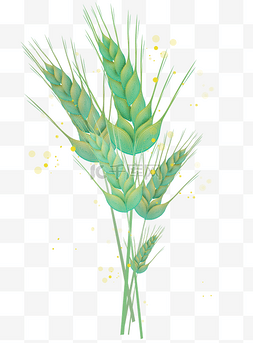 绿色麦子图片_绿色麦穗