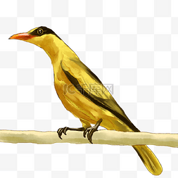 黄鹂鸟装饰