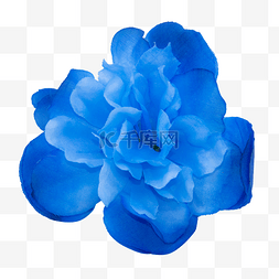 蓝色花瓣图片_蓝色花朵