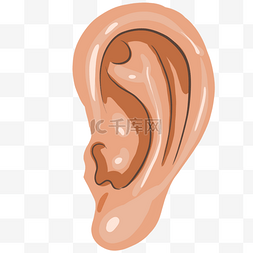 人体五官图片_ 人体耳朵 