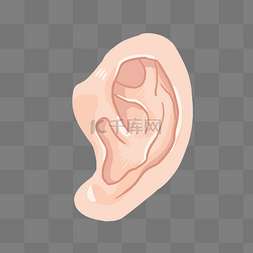  人体耳朵 