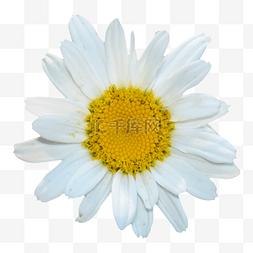 白色野菊图片_白色菊花