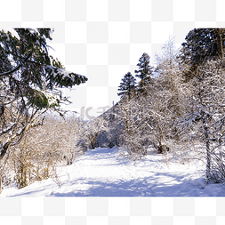 自然风景冬天雪地森林