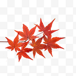 秋天红色枫树叶