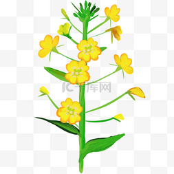 油菜花黄色卡通植物