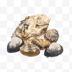 生物贝壳