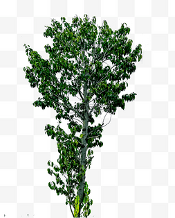 大树植物翠绿
