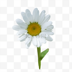 白晶菊图片_白色小菊花夏日花朵