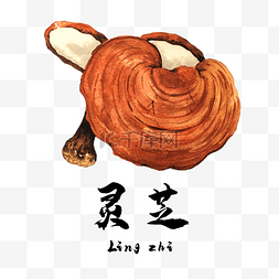 手绘彩色插画图片_手绘彩色中药装饰图