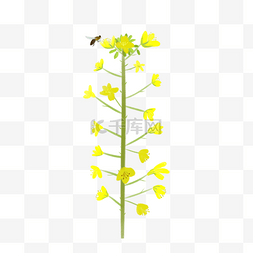 卡通黄色油菜花图片_春季一枝黄色的油菜花插画