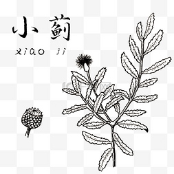 黑白植物手绘素材图片_手绘黑白中药小蓟装饰画