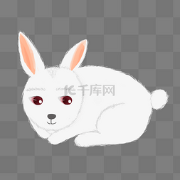 白兔兔子