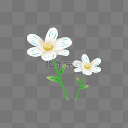 白色的雏菊图片_白色的小雏菊