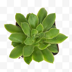 绿色植物观音莲