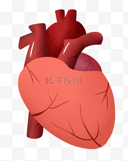 人体器官心脏图片_人体器官心脏插画