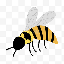夏季昆虫小蜜蜂