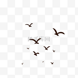 鸟类抠图图片_黑色的海鸥免抠图
