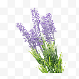 植物花朵紫罗兰 薰衣草
