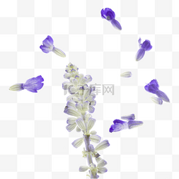 飞扬植物图片_紫色花瓣