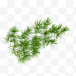 绿松图片_蓬莱松松针植物