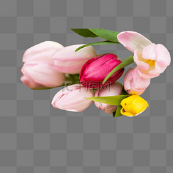 彩色小花瓣图片_彩色郁金香植物花朵