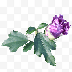 实物图图片_紫色花朵