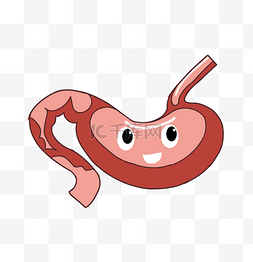 人体胃部器官图片_人体胃部器官 