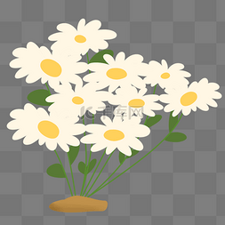 白色洋甘菊花朵