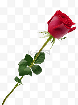 红玫瑰干图片_爱情花朵红玫瑰