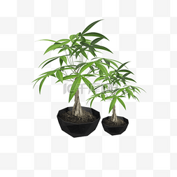 绿色盆植物图片_两盆绿色的花C4D插图