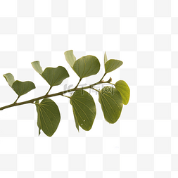 心绿树图片_一支绿树枝条植物