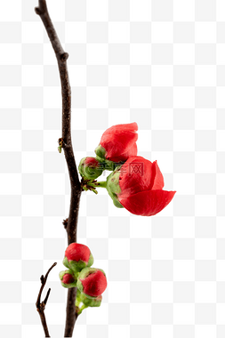 梅花花苞树枝图片_盛开的红色腊梅