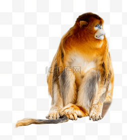 川金丝猴动物