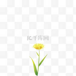 黄色鲜花免抠图