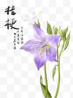 紫色桔梗花图片_国潮桔梗花