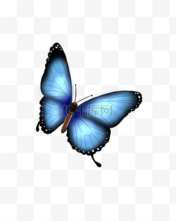 蝴蝶蓝色写实手绘