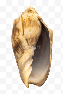 海洋生物海螺螺壳