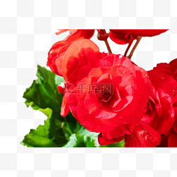 红色海棠花花朵