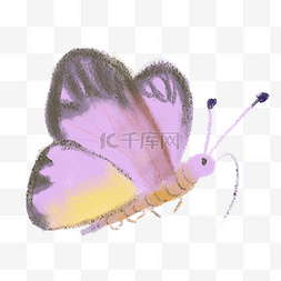手绘昆虫紫色蝴蝶免抠图