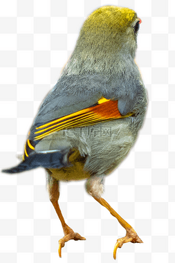 黄灰色小鸟