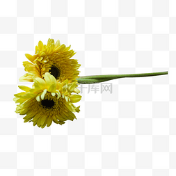 2多黄色菊花