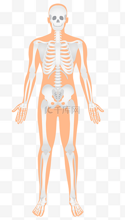 人体全身骨骼图图片_医学人体结构